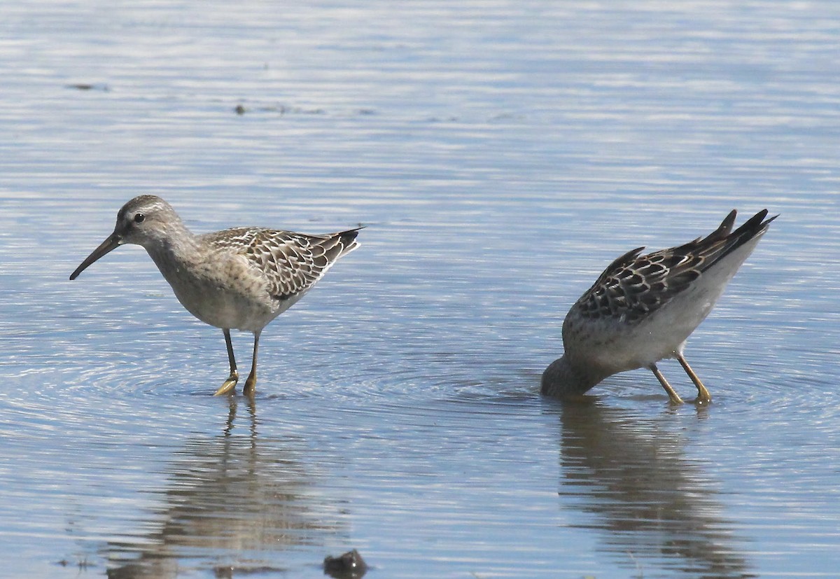 Stilt Sandpiper - ML640417262