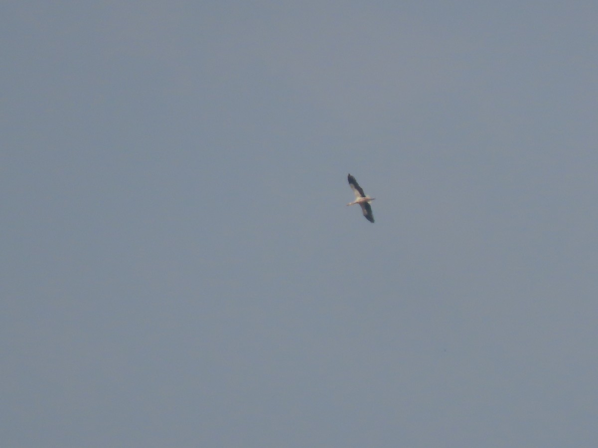 White Stork - ML640417388