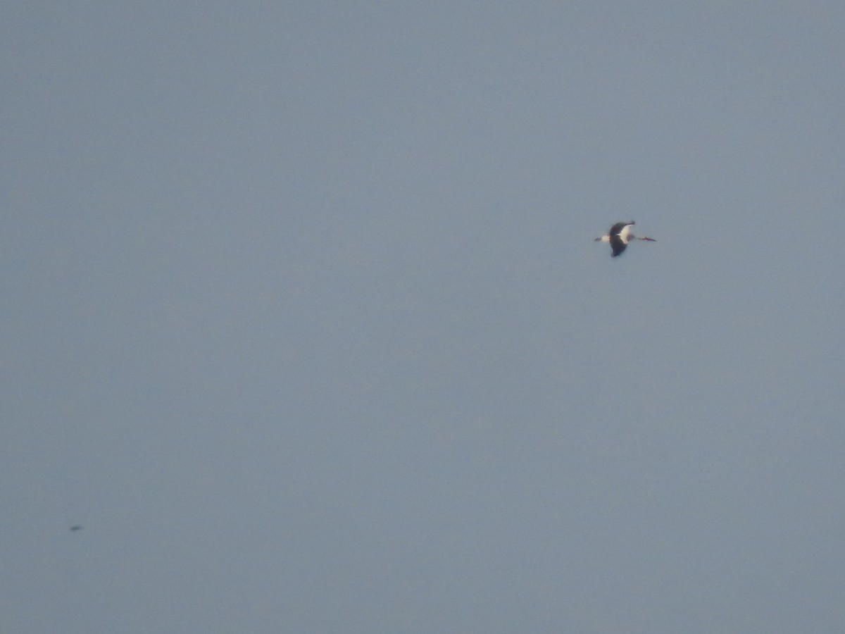 White Stork - ML640417396