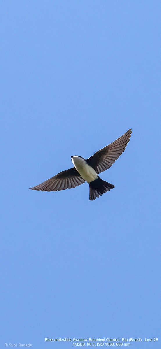 Blue-and-white Swallow - ML640417399