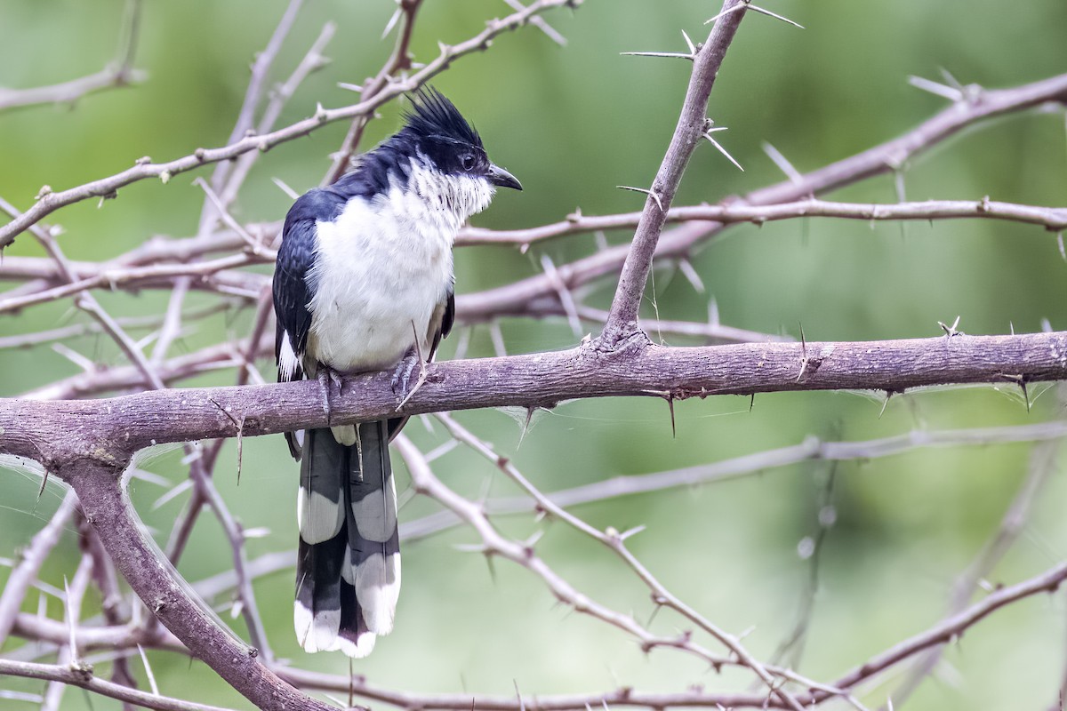 Pied Cuckoo - ML640417436