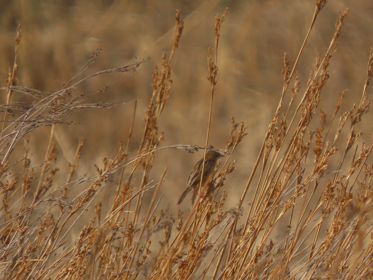 Zitting Cisticola - ML640417441