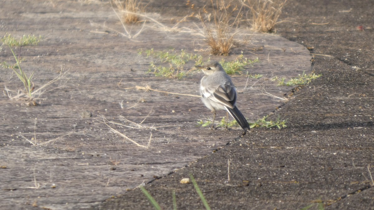 White Wagtail - ML640417445