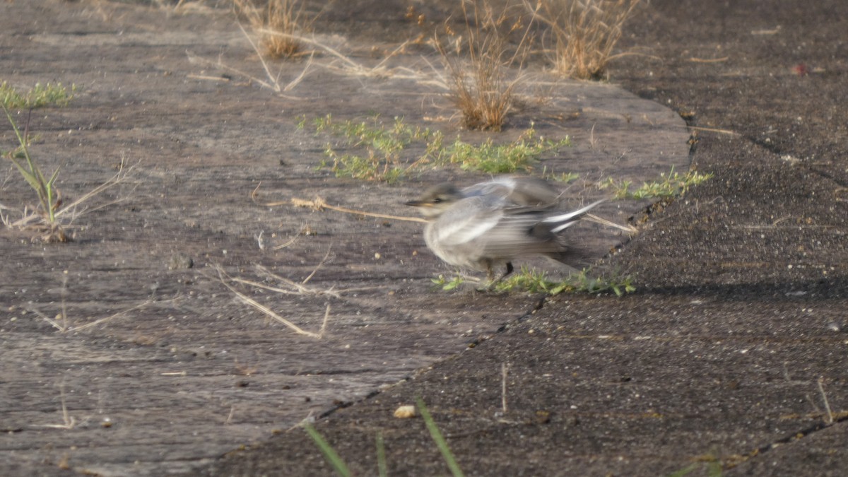 White Wagtail - ML640417447