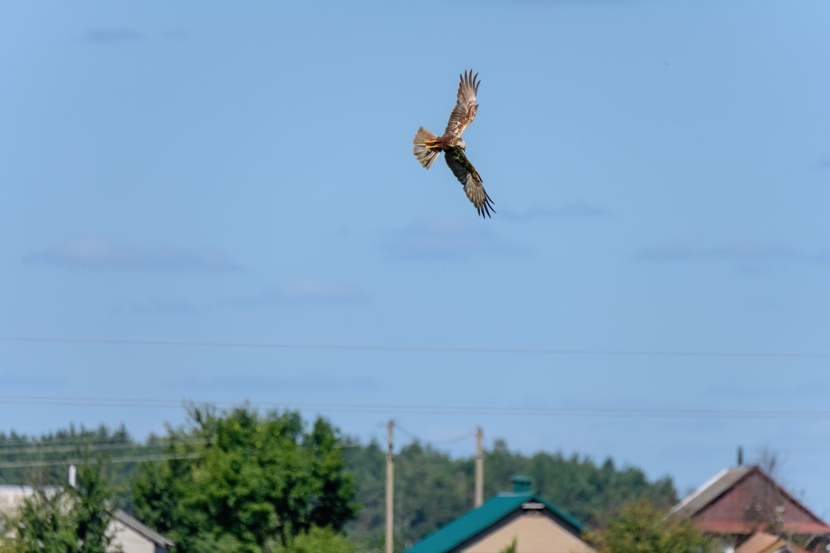 Western Marsh Harrier - ML640417539