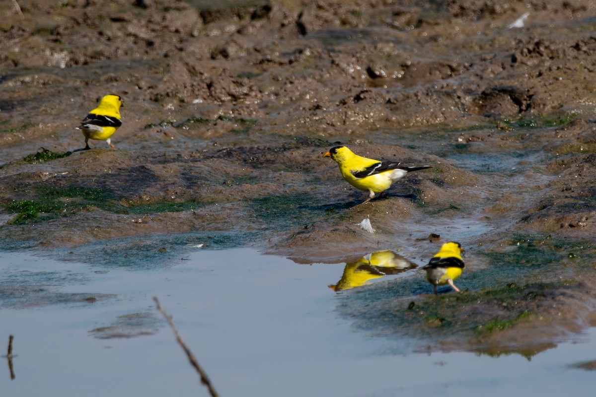 American Goldfinch - ML640417560