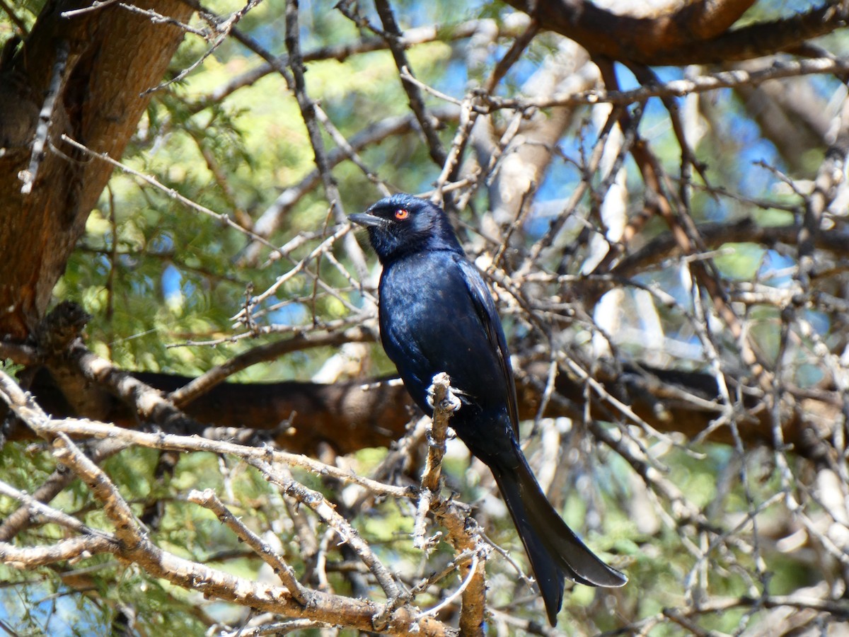 Fork-tailed Drongo (Clancey's) - ML640417562