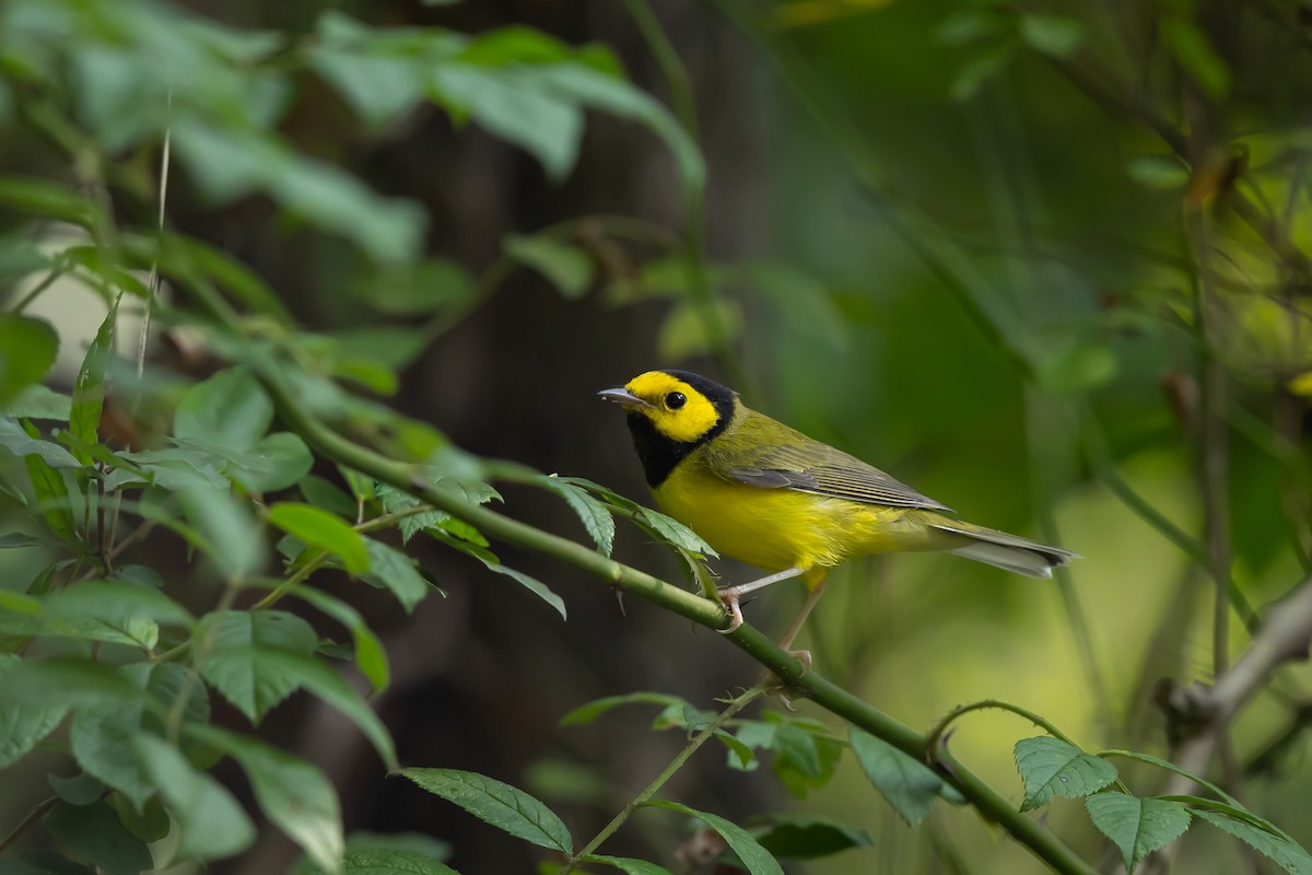 Hooded Warbler - ML640417596