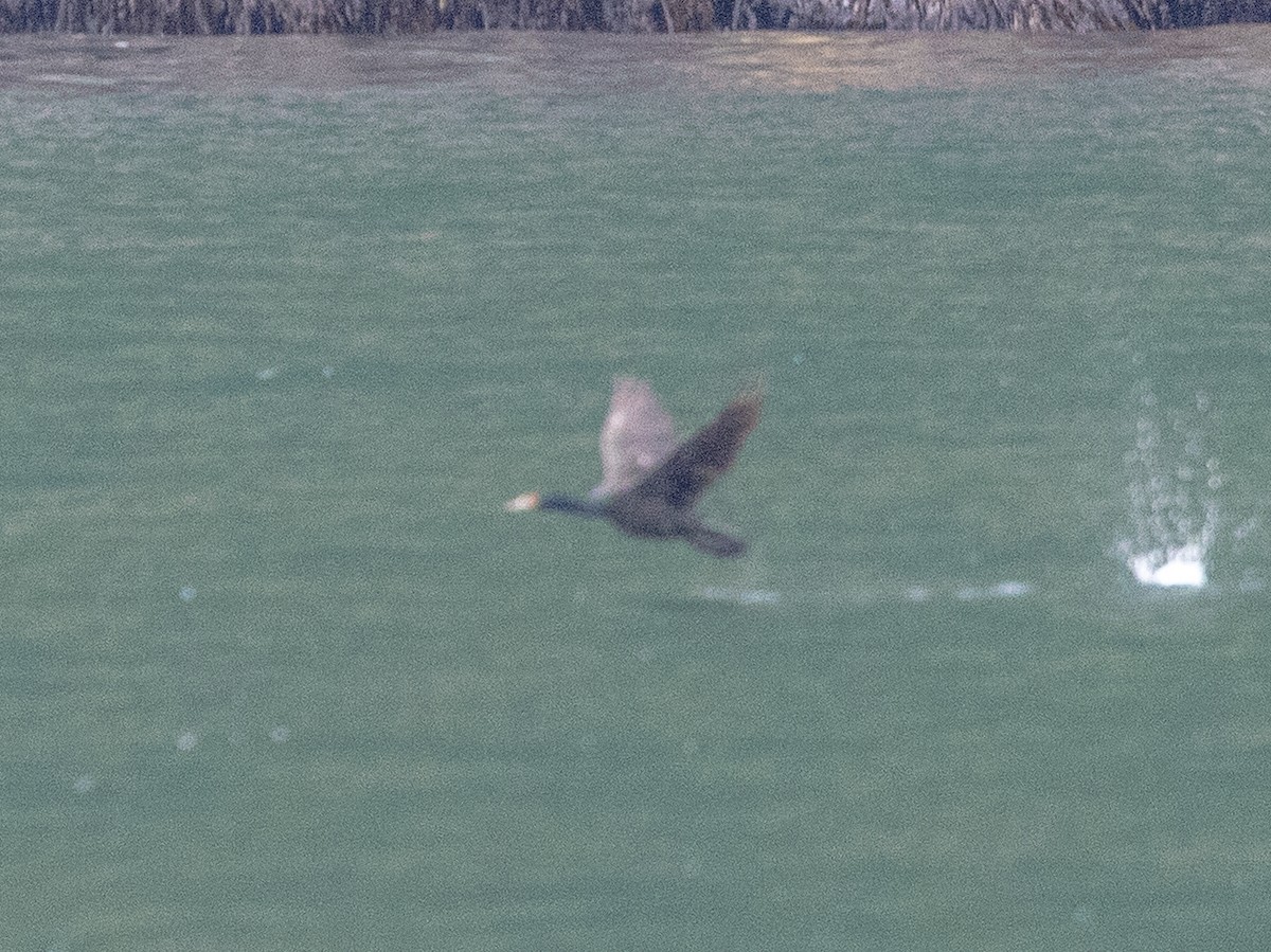 Red-faced Cormorant - ML640417600