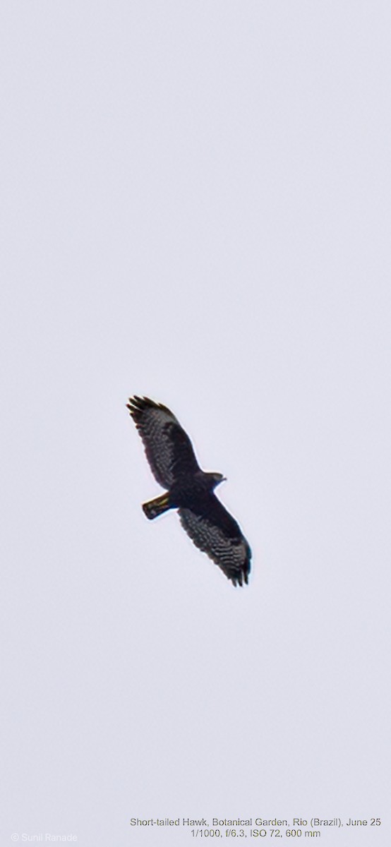Short-tailed Hawk - ML640417655