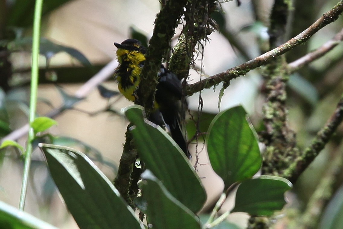 Black-breasted Boatbill - ML640417739