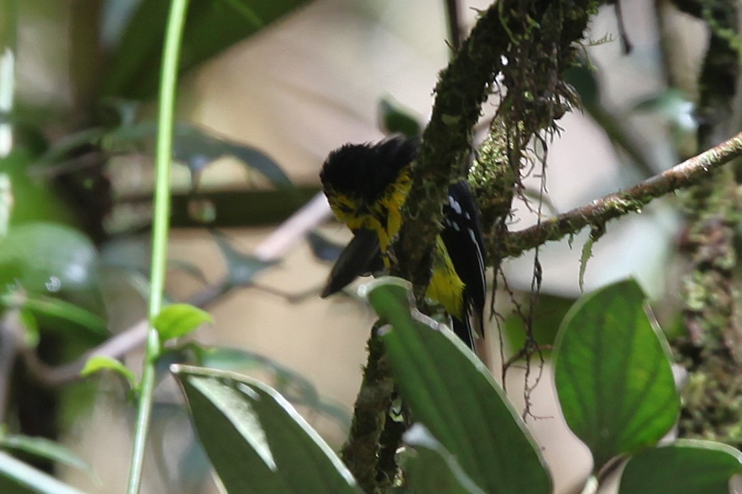 Black-breasted Boatbill - ML640417740
