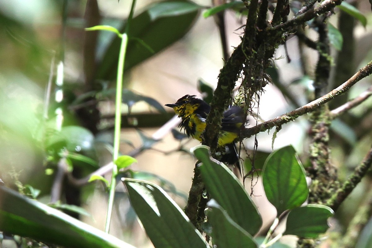 Black-breasted Boatbill - ML640417741