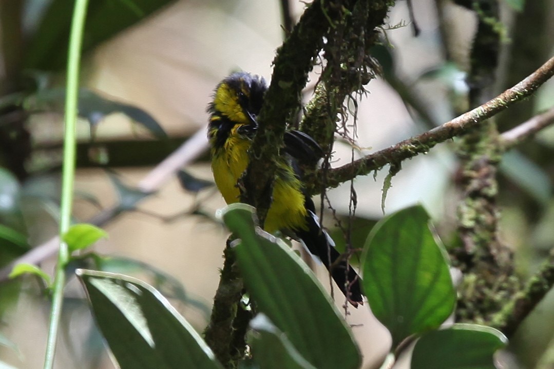 Black-breasted Boatbill - ML640417742