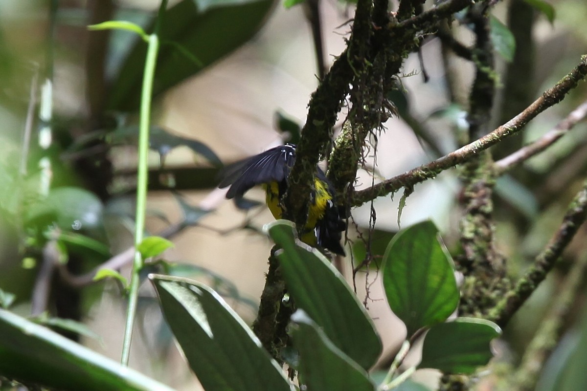 Black-breasted Boatbill - ML640417744