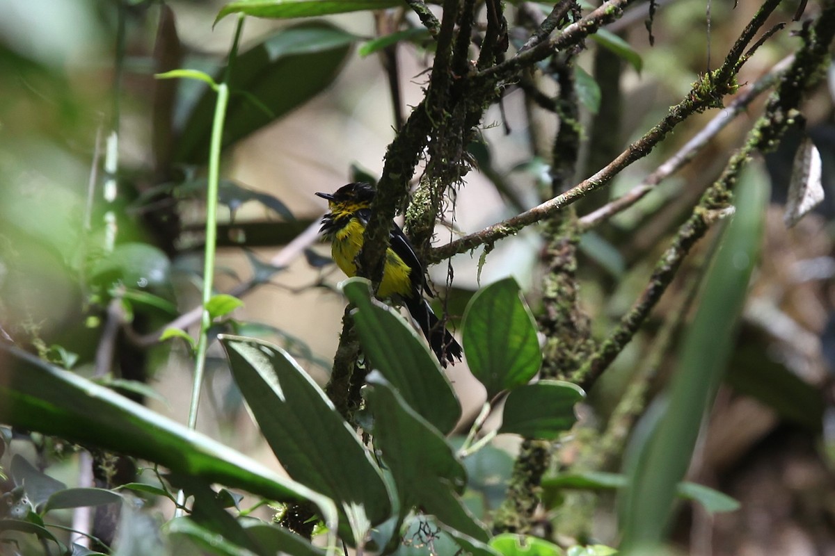 Black-breasted Boatbill - ML640417745