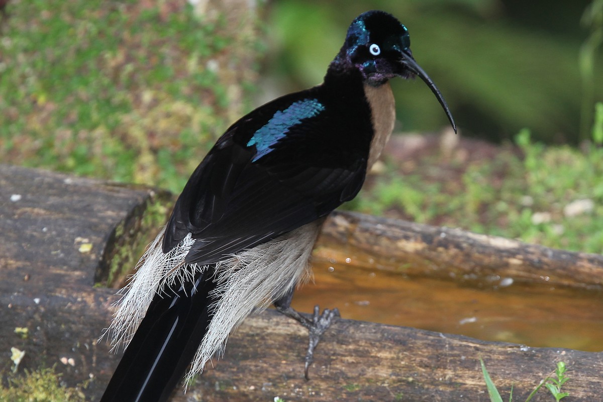 Brown Sicklebill - ML640417765