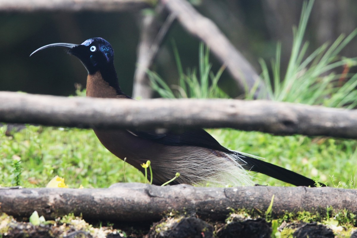 Brown Sicklebill - ML640417766