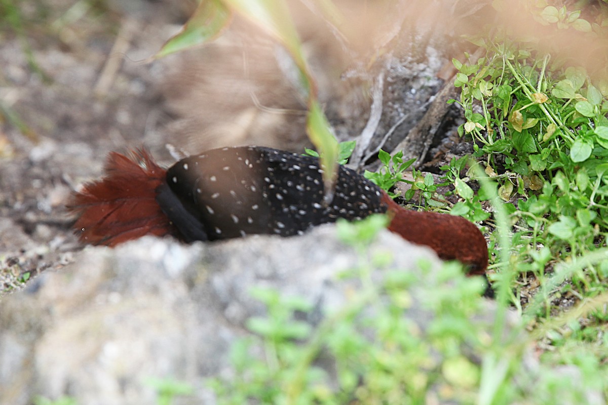 Chestnut Forest Rail - ML640417779