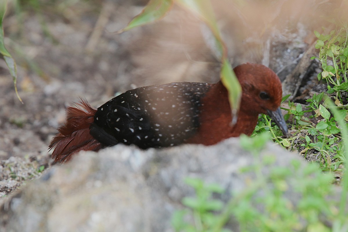 Chestnut Forest Rail - ML640417780
