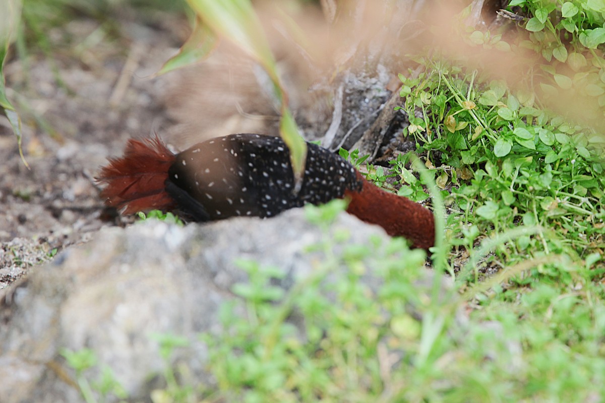 Chestnut Forest Rail - ML640417781