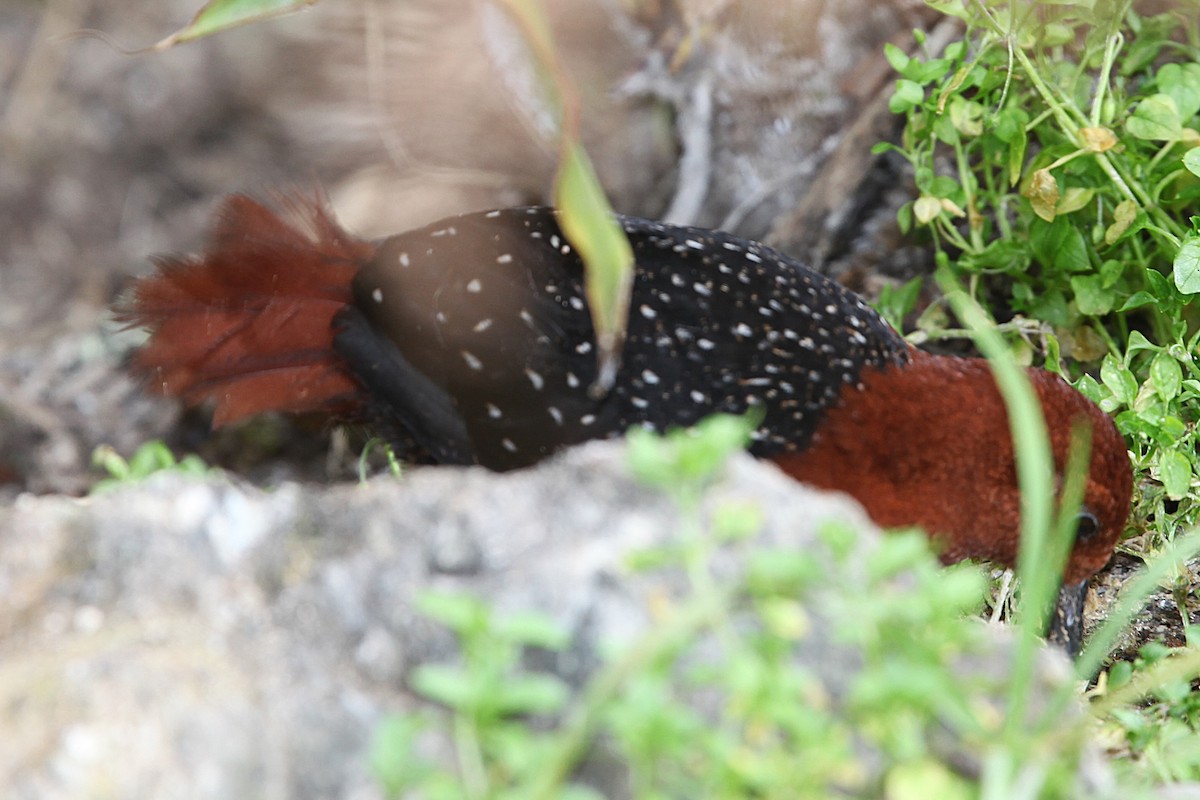 Chestnut Forest Rail - ML640417782