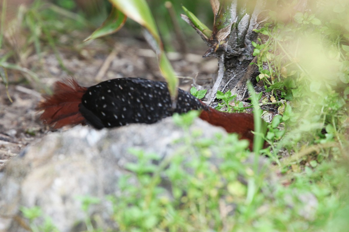 Chestnut Forest Rail - ML640417784