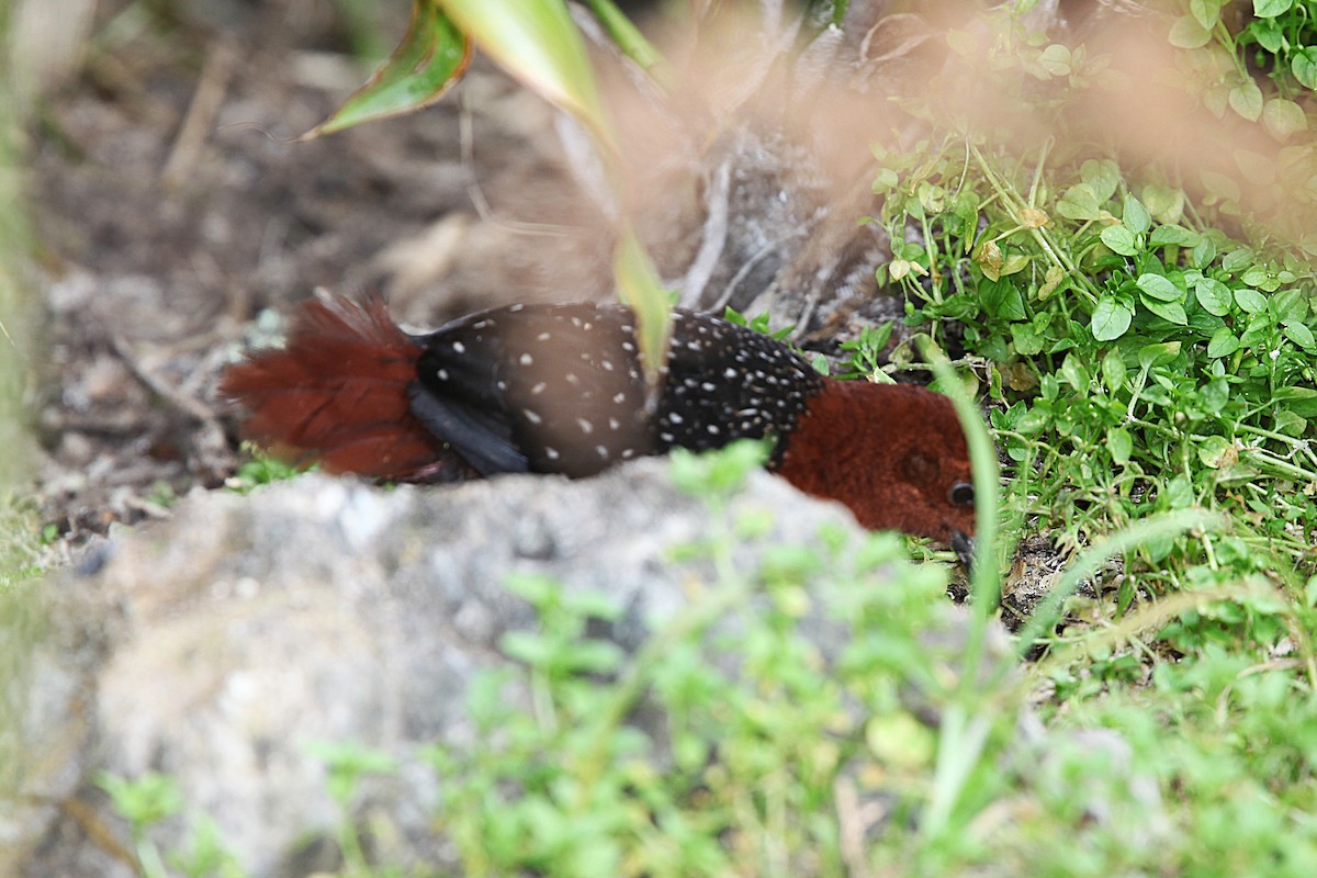 Chestnut Forest Rail - ML640417785