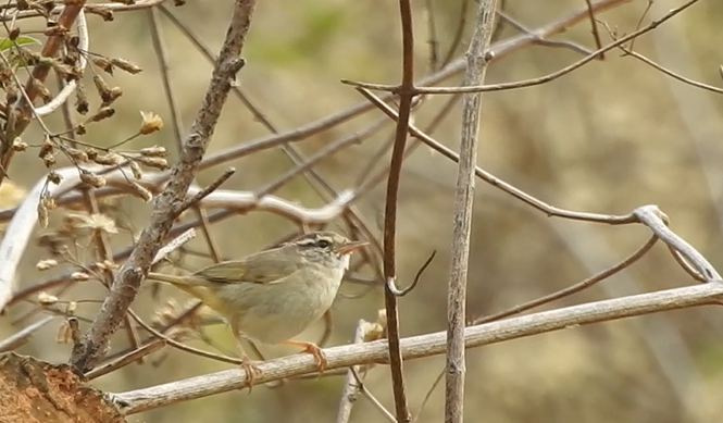 Radde's Warbler - ML640417849