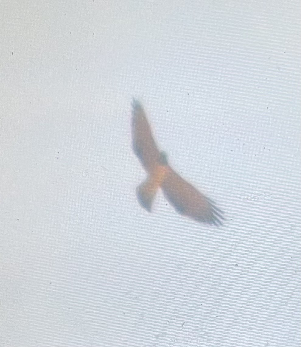 Short-tailed Hawk - ML640417851