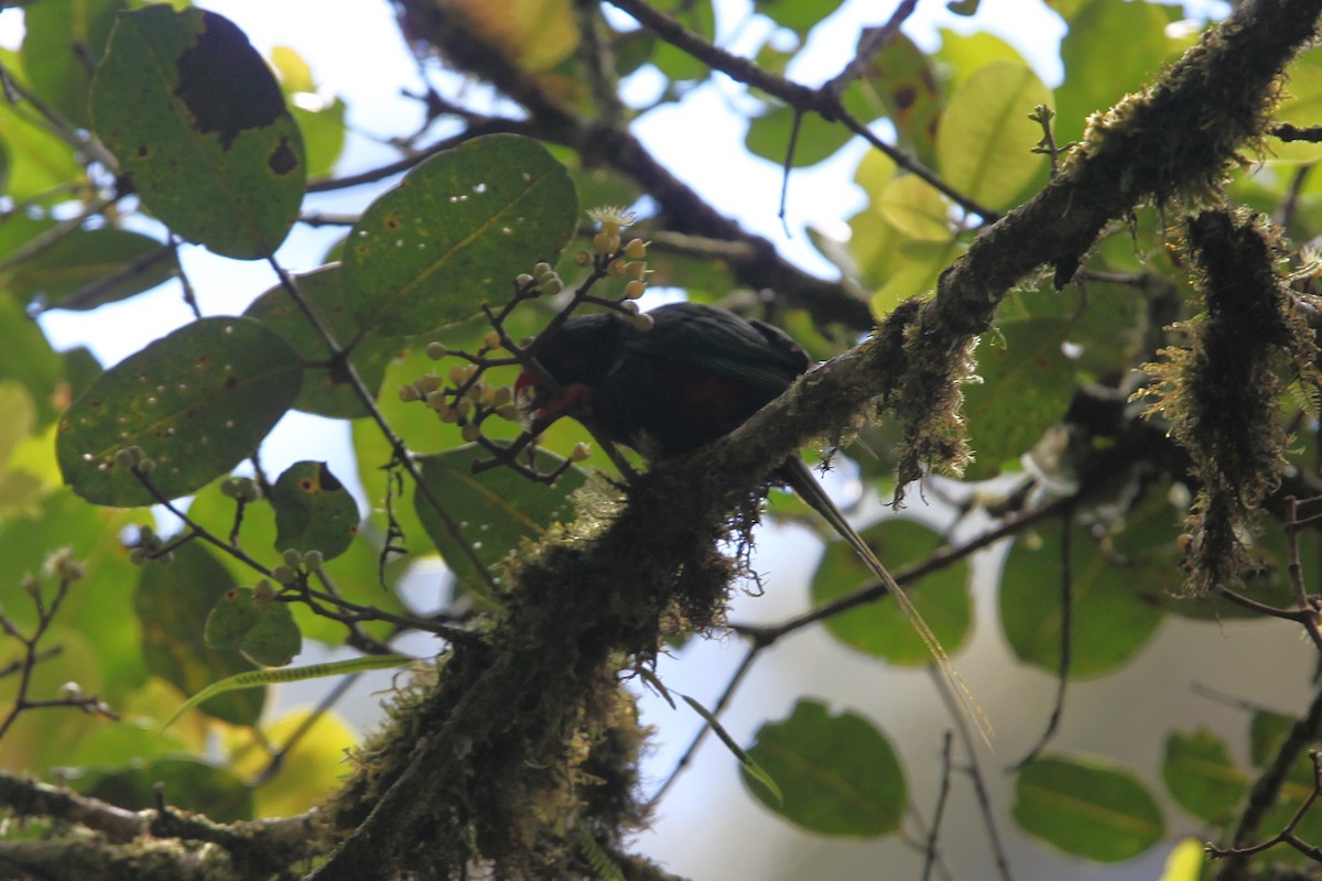 Stella's Lorikeet - ML640417892