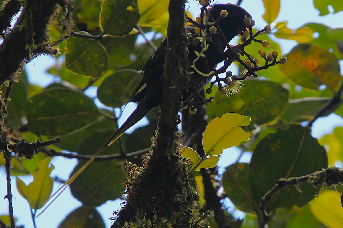 Stella's Lorikeet - ML640417893