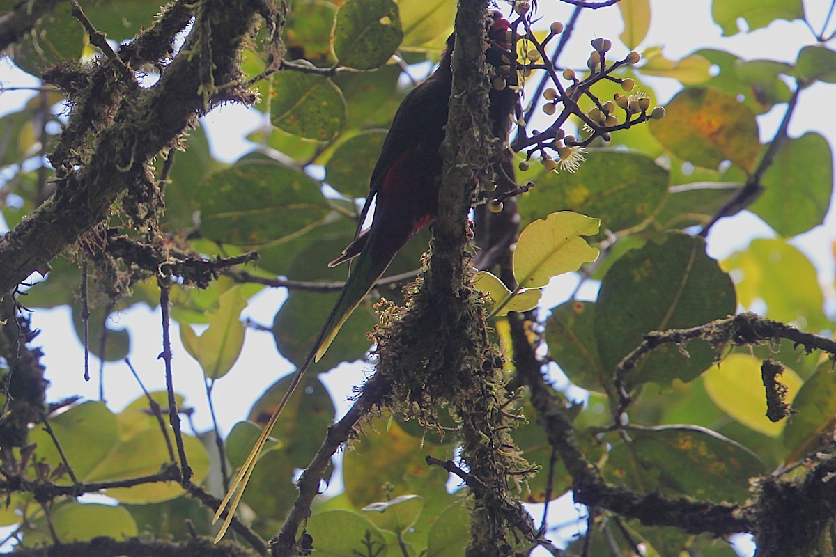 Stella's Lorikeet - ML640417894