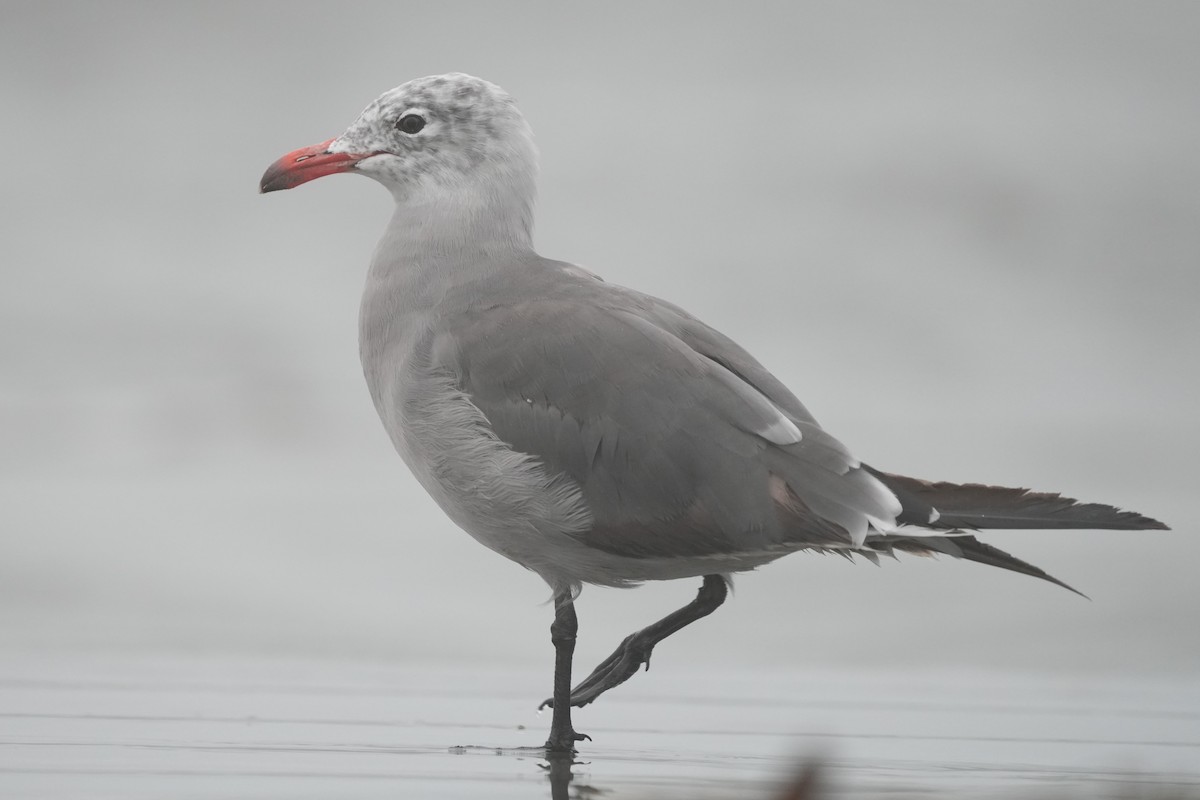Heermann's Gull - ML640417943