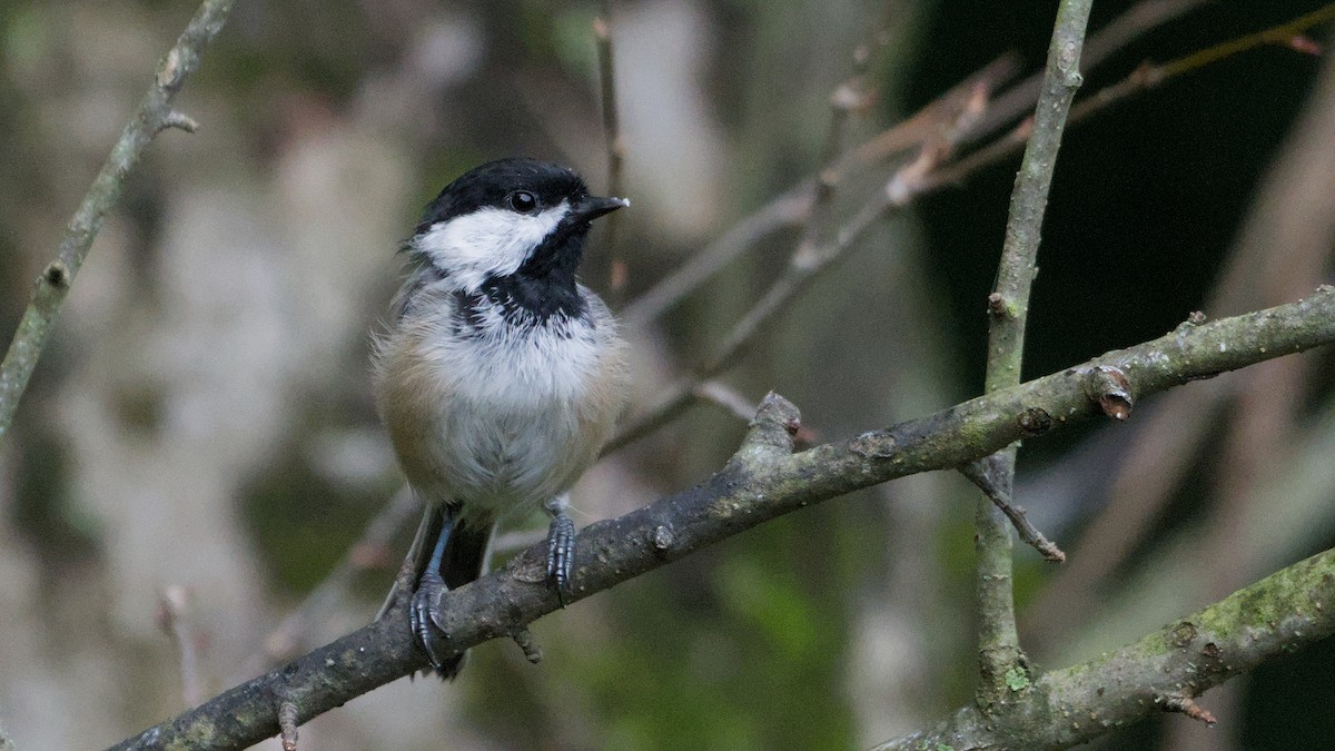 Black-capped Chickadee - ML640417959