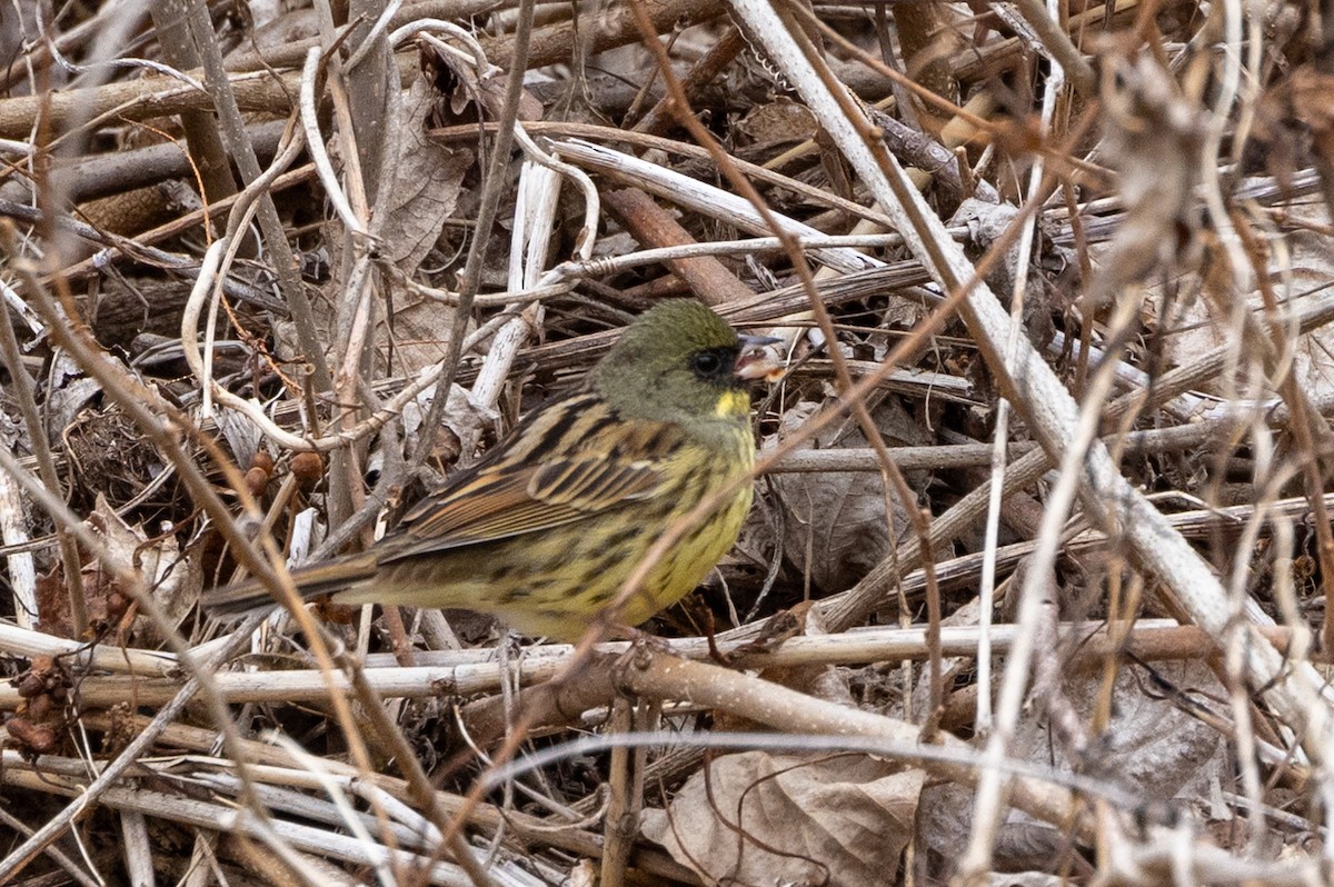 Masked Bunting - ML640417980