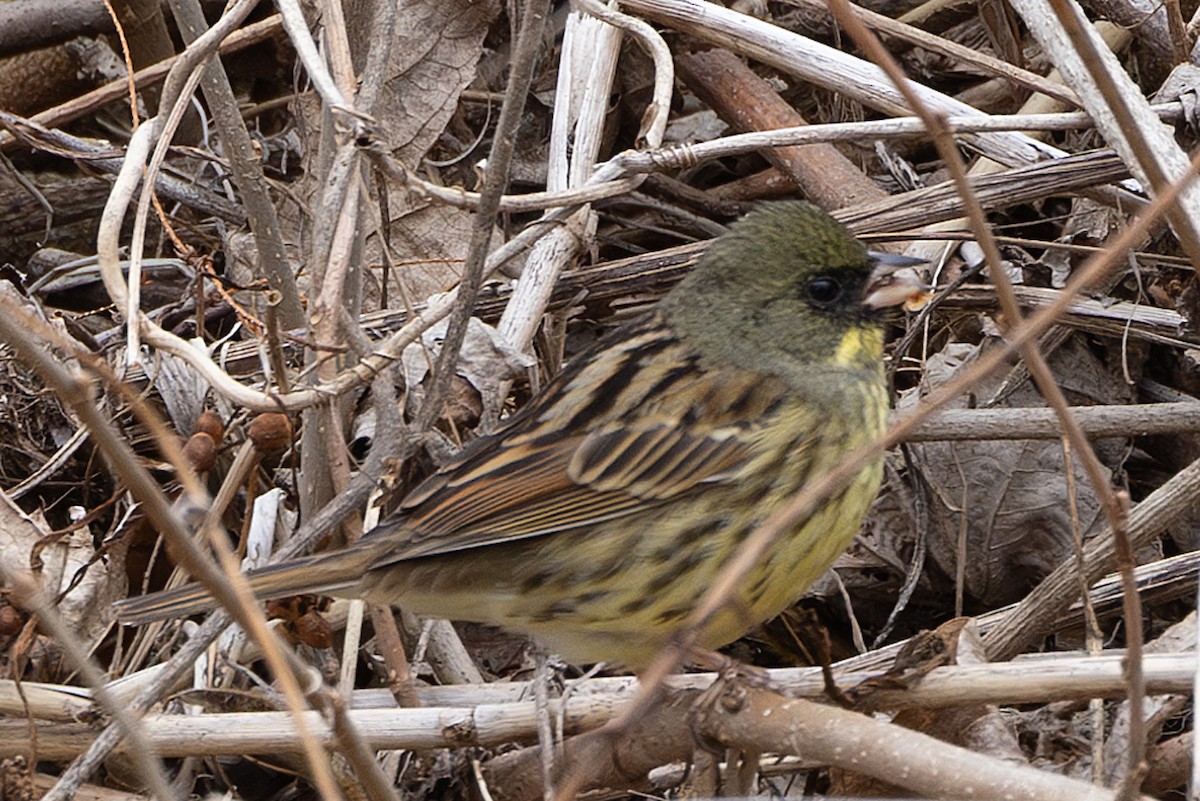 Masked Bunting - ML640417981