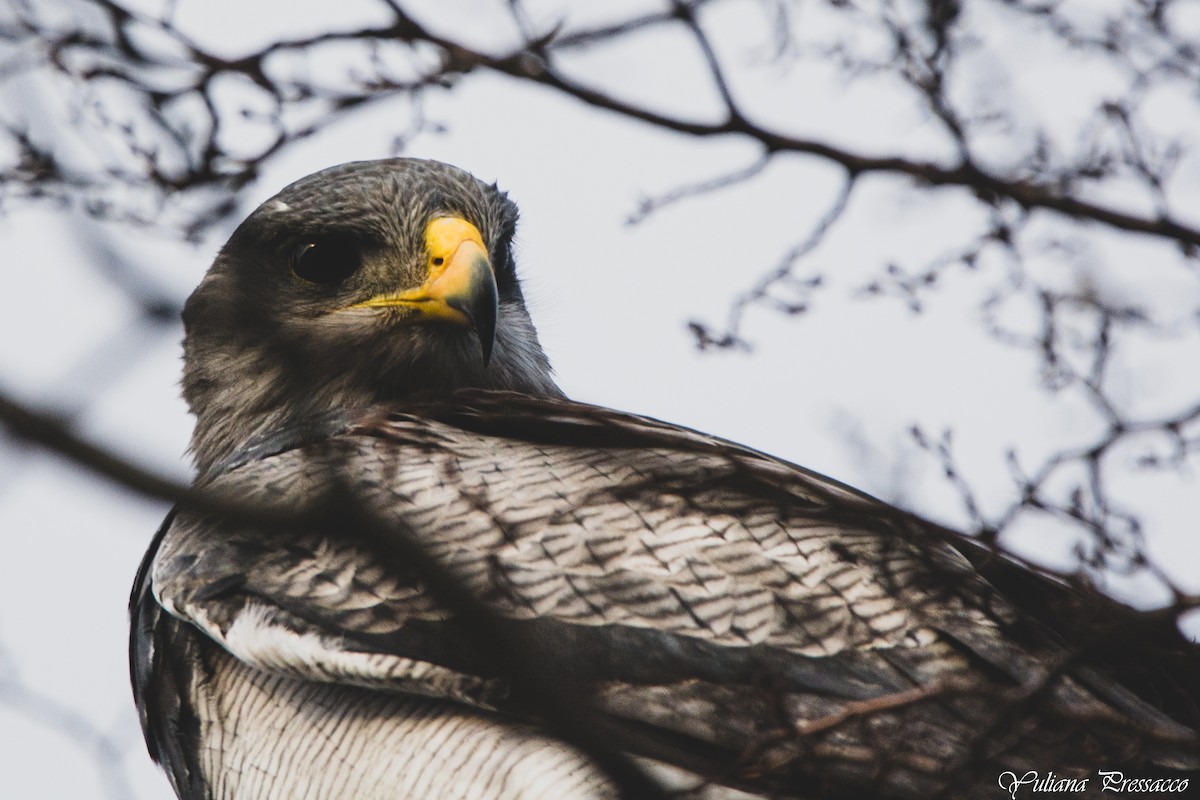 Black-chested Buzzard-Eagle - ML640418012