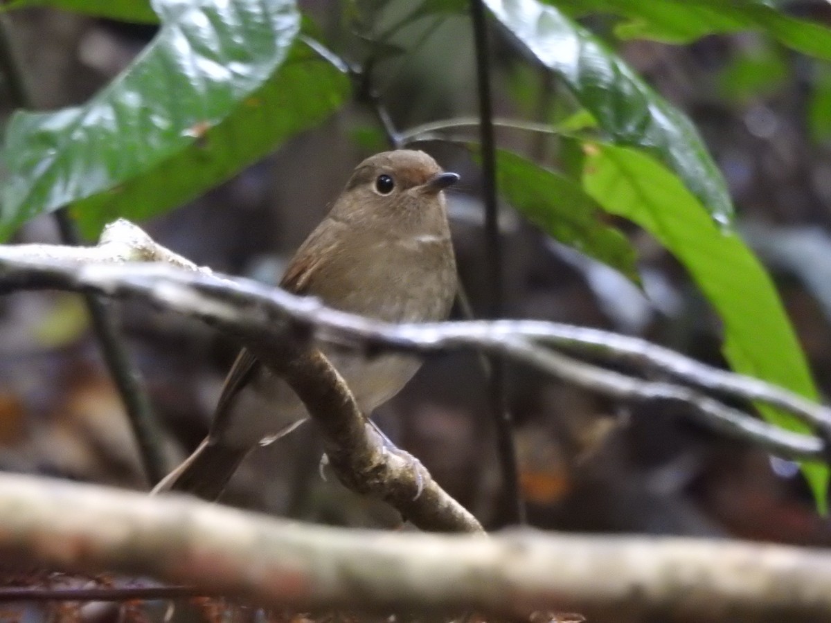 Davidblauschnäpper - ML640418181