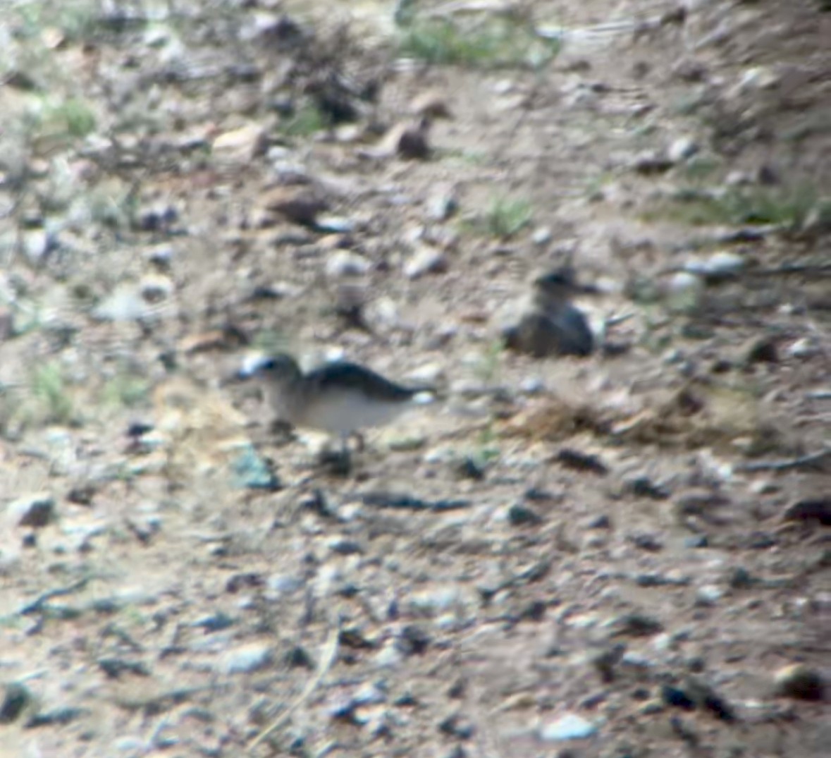 Mountain Plover - ML640418192