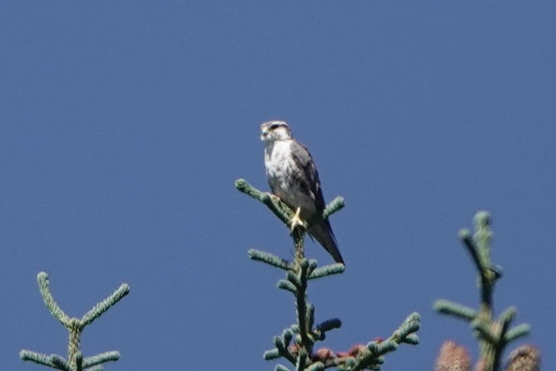 Prairie Falcon - ML640418216