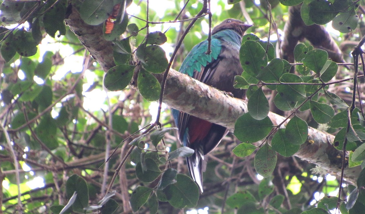 Quetzal Fúlgido - ML640418236