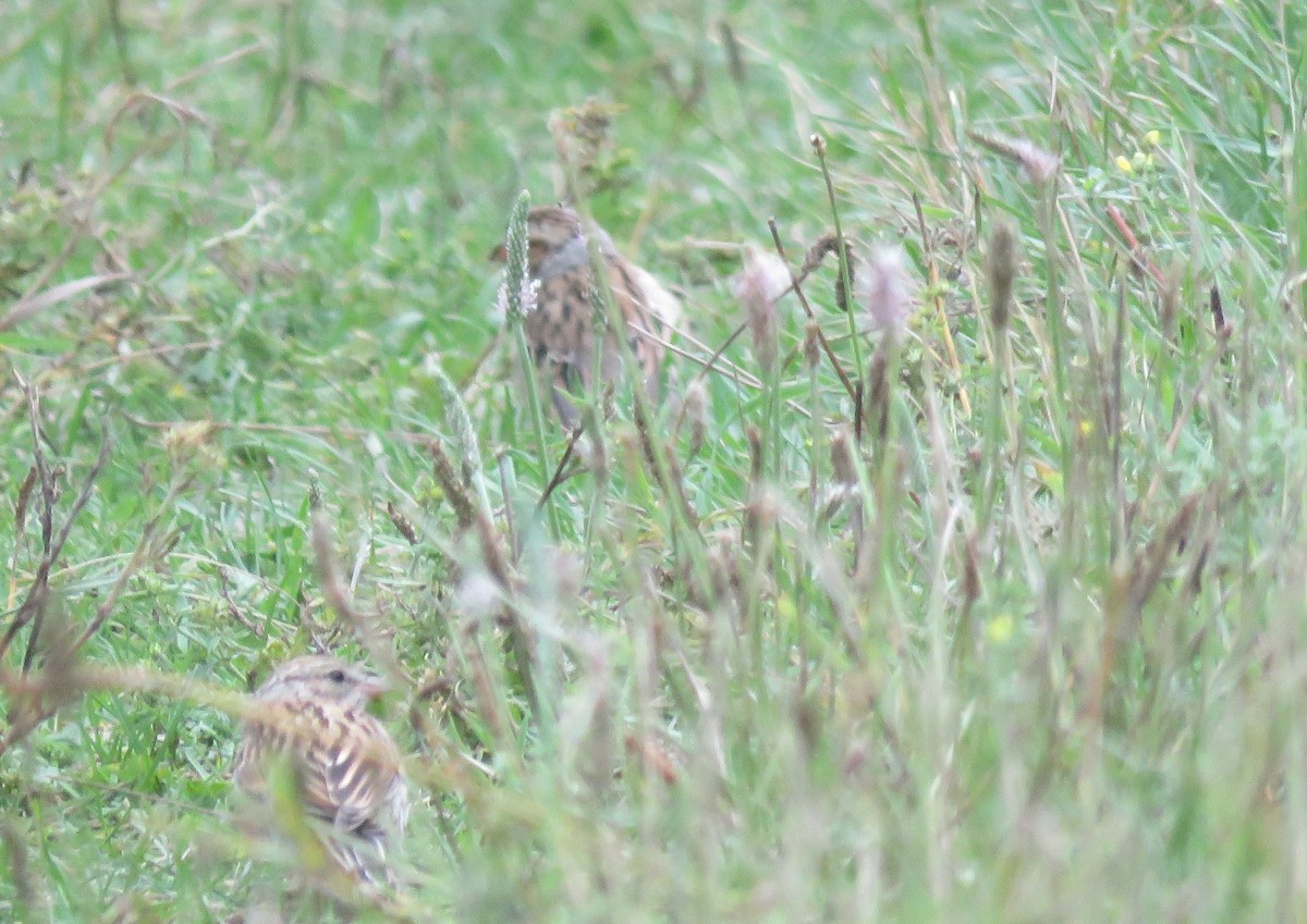 Clay-colored Sparrow - ML640418242