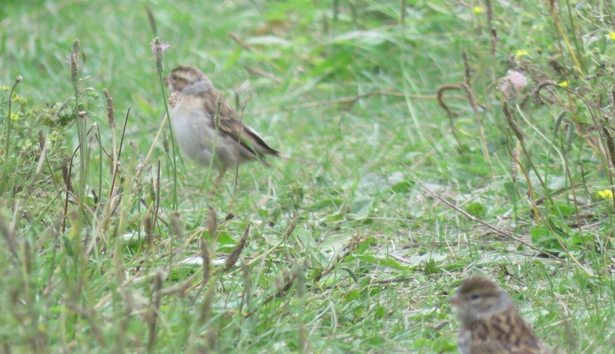 Clay-colored Sparrow - ML640418244