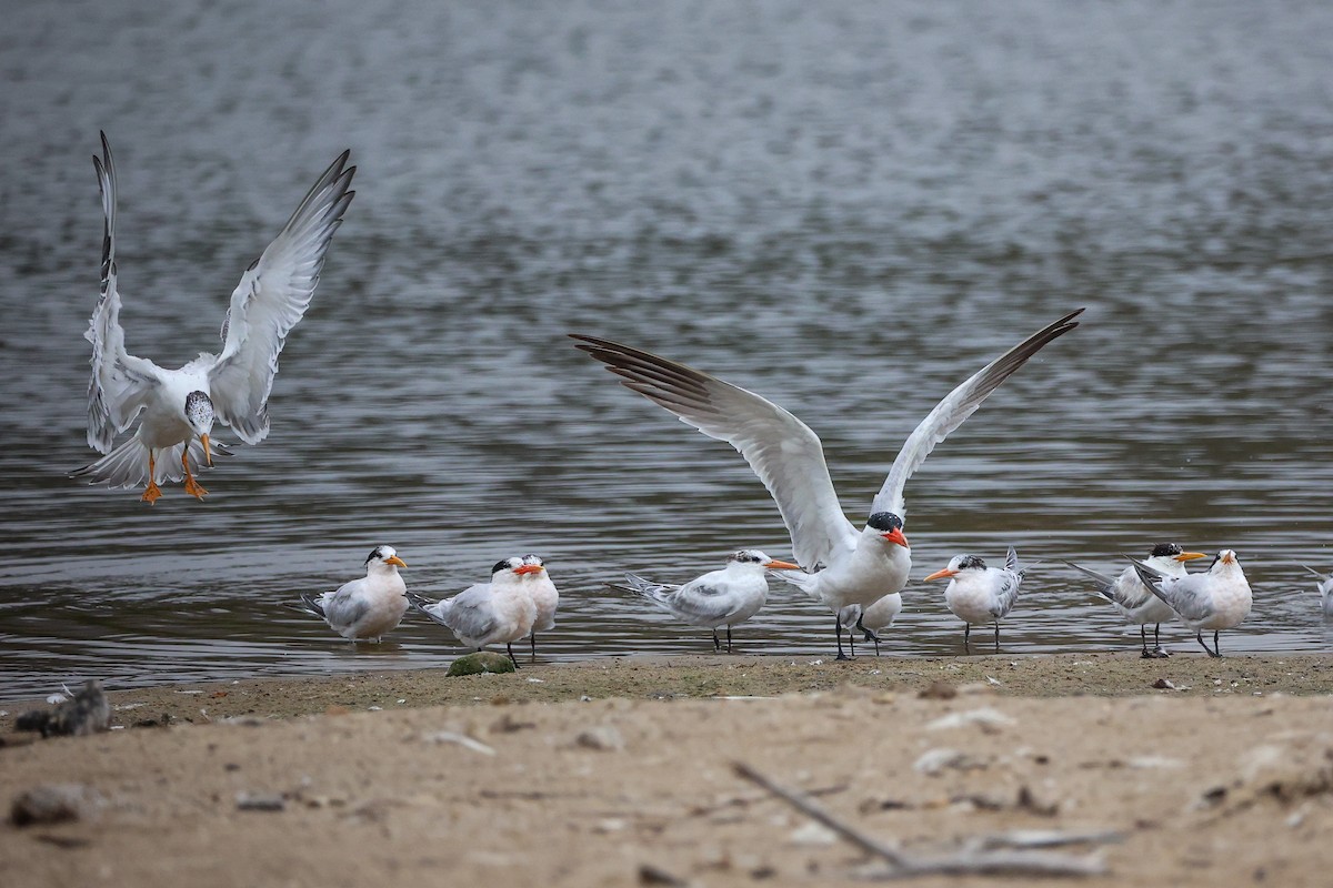 Elegant/Royal Tern - ML640418254