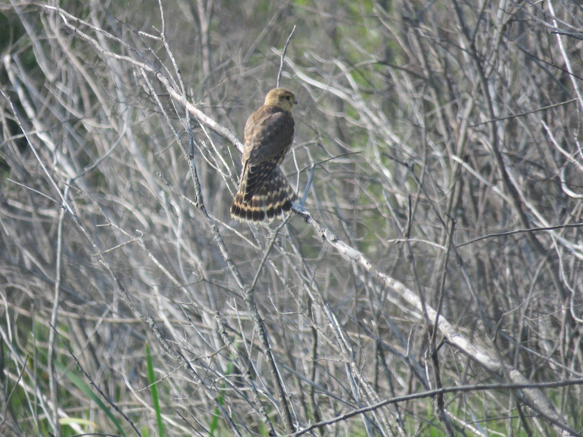 Merlin - ML640418280