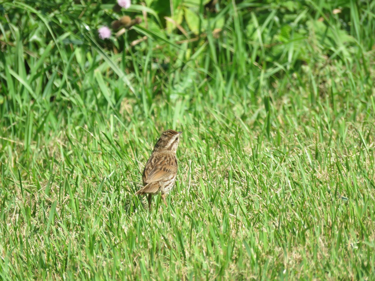 Song Sparrow - ML640418312