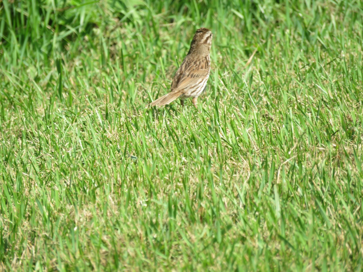 Song Sparrow - ML640418326