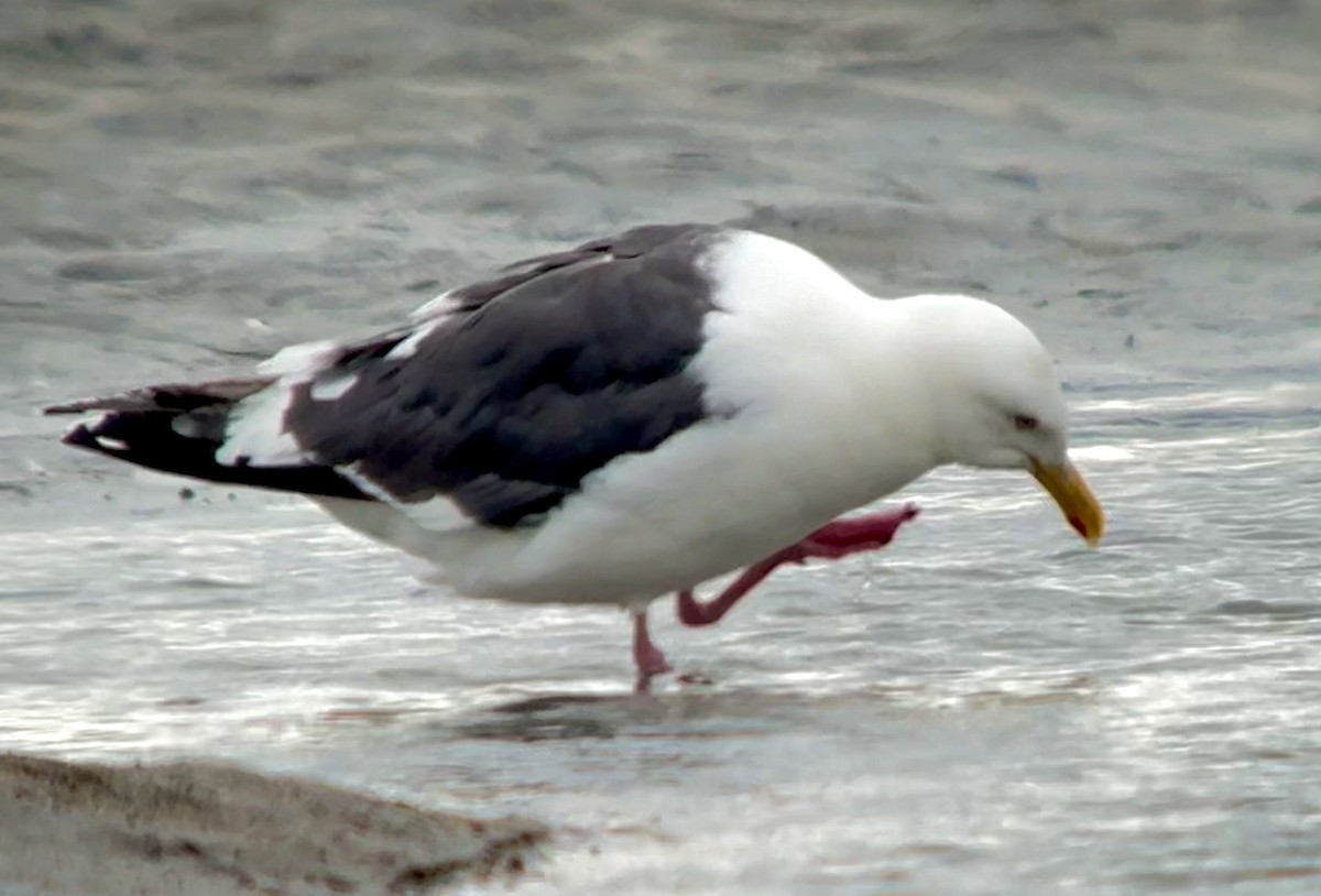 Slaty-backed Gull - ML640418338