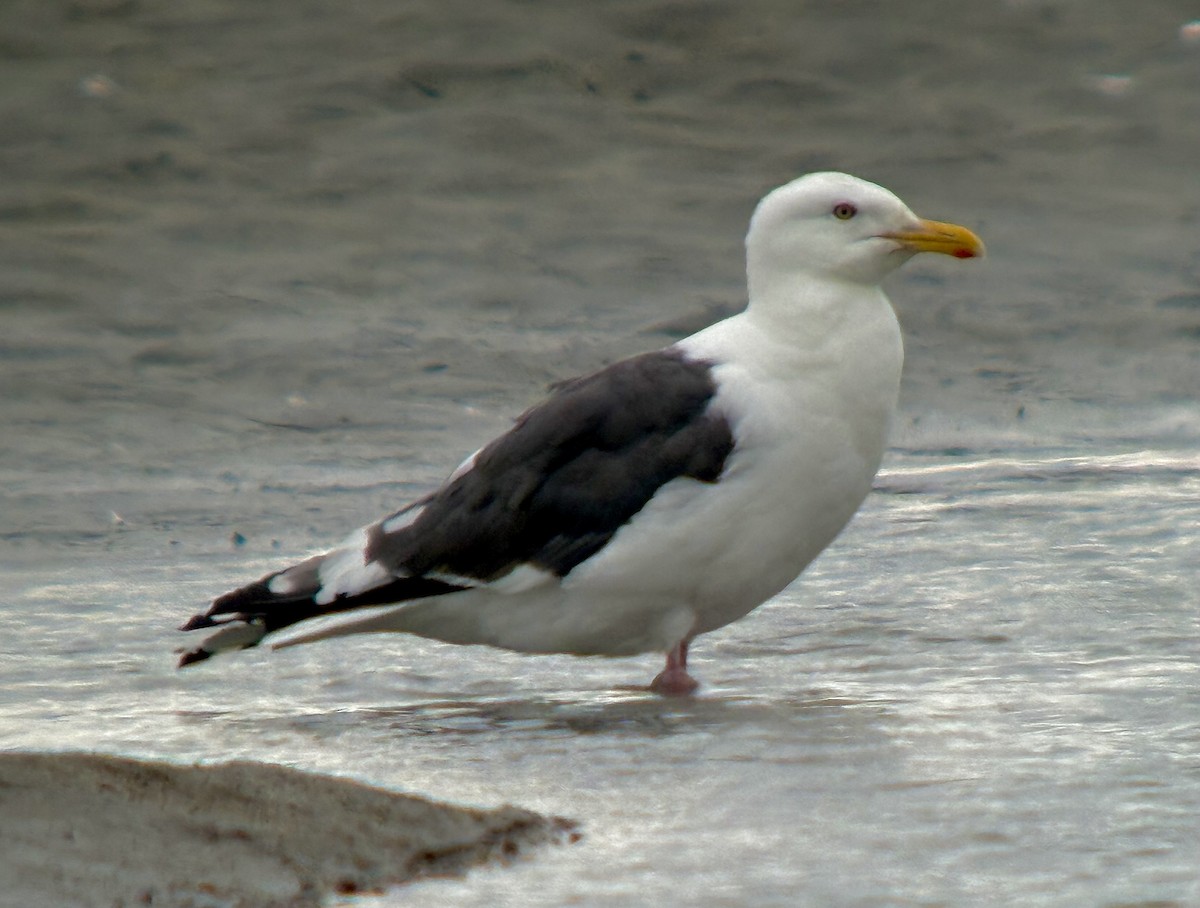 Slaty-backed Gull - ML640418339